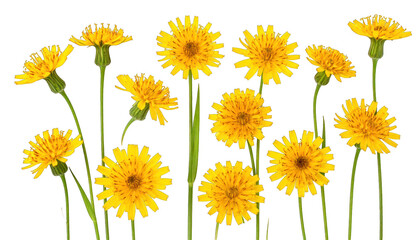 Numerous bright yellow flowers with green stems against a black background