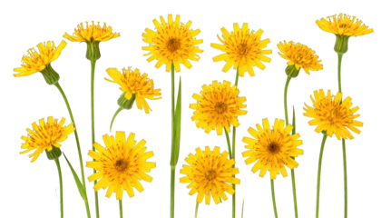 Numerous bright yellow flowers with green stems against a black background