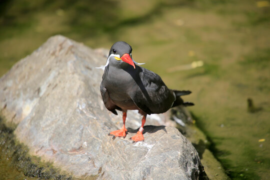 Inkaseeschwalbe (Larosterna inca) S&uuml;damerikanischen Pazifikk&uuml;ste