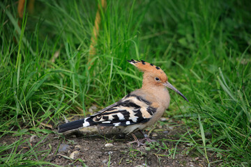Wiedehopf (Upupa epops) im Gras  © Aggi Schmid