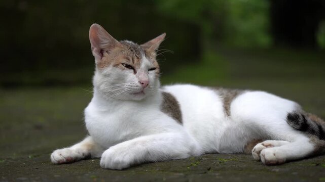 A calm calico cat lies on the ground in a lush outdoor park setting.