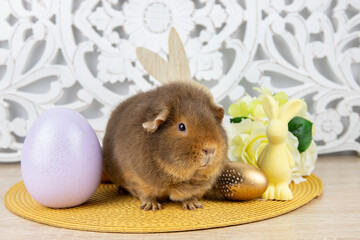 The guinea pig or domestic guinea pig, Cavia porcellus known as the cavy or domestic cavy. Breed called teddy, cute fuzzy brown pet on white background. Easter decoration, eggs, bunny figurine.