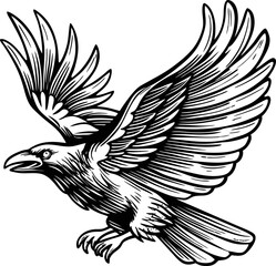 Obraz premium detailed black and white illustration of a raven in mid flight with spread wings and sharp features
