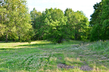 Obraz premium Sunny Meadow with Lush Green Trees and Open Field
