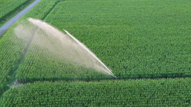 Irrigation of a cornfield. Water waste on corn monoculture in France in summer.