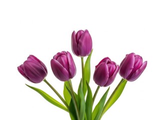 Fototapeta premium Vibrant purple tulips isolated on white background with green leaves
