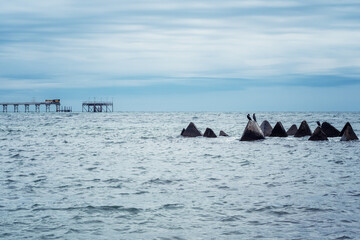 Fototapeta premium A colony of black cormorants perched on triangular rocks in the sea on the Black Sea coast near Shabla, Bulgaria