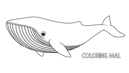 Fototapeta premium Outlined whale illustration for coloring activity isolated design element