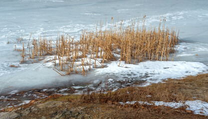 winter at the ponds edge