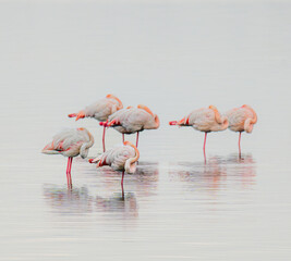 Flamingos sleeping in the lagoon on a cloudy day.