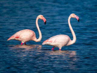 Pink flamingos walking on sky-blue waters.