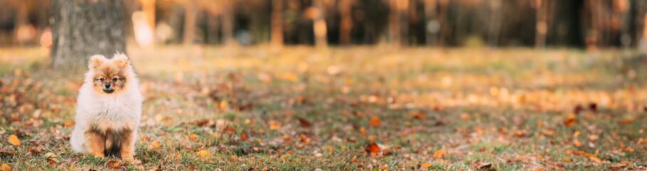 Young Red Puppy Pomeranian Spitz Puppy Dog Play Outdoor In Autumn Grass