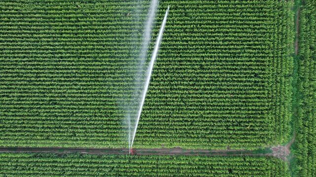 AERIAL � Irrigation of a cornfield. Water waste on corn monoculture in France in summer.