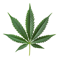Green cannabis leaf on a transparent background on transparent background