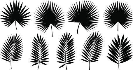 Set of black silhouettes illustrating various types of tropical palm leaves © Rajna