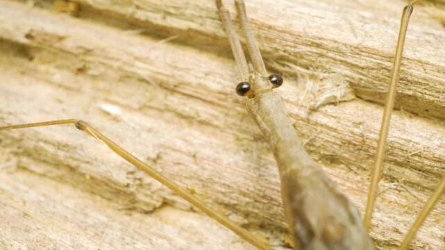 Water stick insect (Ranatra linearis), commonly found in fresh or brackish water. Macro close-up, static shot.