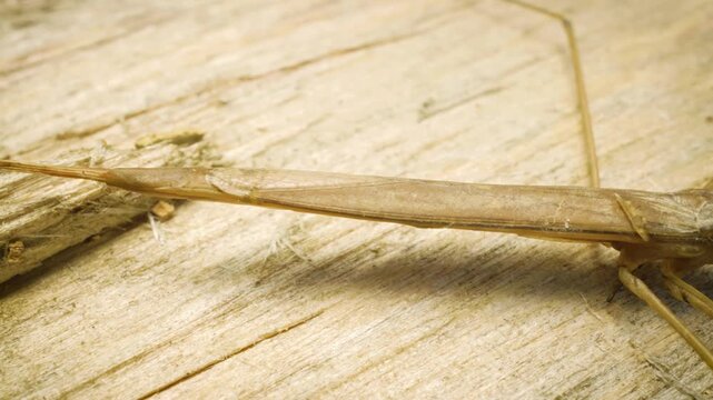 Water stick insect (Ranatra linearis) &ndash; panoramic macro footage.