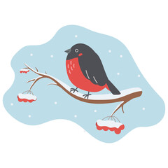 Bullfinch bird sitting on the hawthorn branch  berries.Bullfinch perched on snow-laden branch during wintertime.