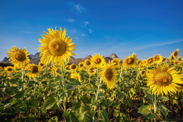 Sunflowers field is blooming in the morning.