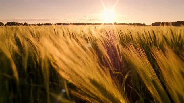 Golden Wheat Field at Sunset Landscape.