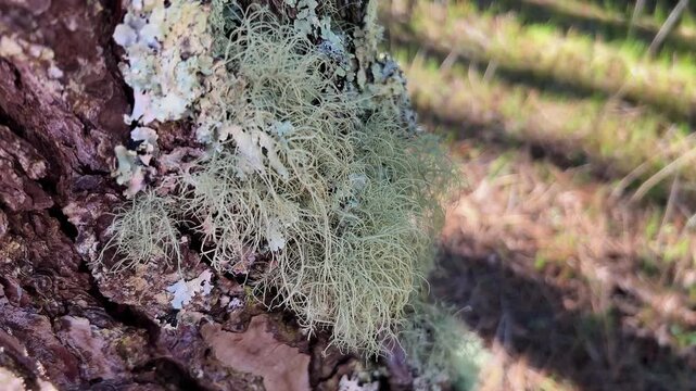A tiny ecosystem of different lichens thriving on the tree&rsquo;s rugged bark