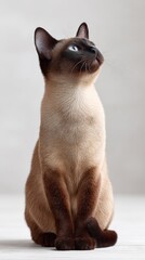 Siamese cat sitting elegantly on a light surface, looking intently upwards with striking blue eyes, showcasing its seal point markings and graceful posture