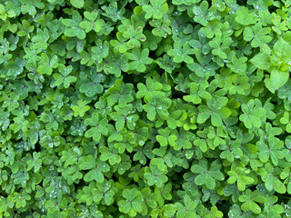 Obraz premium Fresh green clover leaves covered with rain drops isolated close-up in Erjos, Tenerife, Canary Islands, Spain