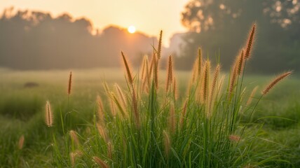 Golden hour sunrise over dewy grasses in a misty field