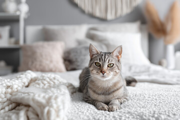 A cat resting on a bed in a modern bedroom with soft textiles.