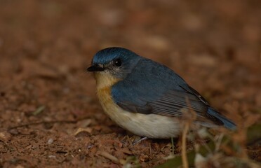 Obraz premium Tickell's blue flycatcher