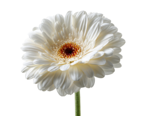 White Gerbera Daisy Flower with Orange Center Isolated on Transparent Background