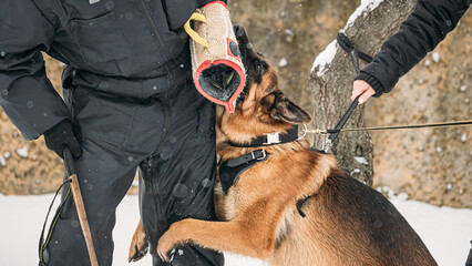 Training Of Purebred German Shepherd Young Dog Or Alsatian Wolf Dog. Attack And Defence. Winter