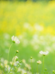 秋の公園や花壇を彩るコスモスのある爽やかな風景。キバナコスモスと白いコスモスのコントラスト。背景。自然風景素材。縦構図。コピースペース