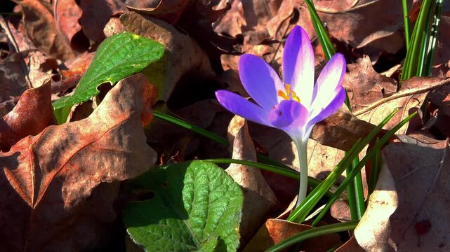 Crocus tommasinianus, blooming purple crocus flowers in the garden, Odessa