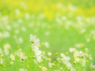 秋の公園や花壇を彩るコスモスのある爽やかな風景。キバナコスモスと白いコスモスのコントラスト。背景。自然風景素材。横構図