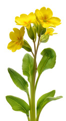 Obraz premium Cut-out photo of a yellow primrose flower with green leaves. Plant, spring wildflower isolated on transparent background.