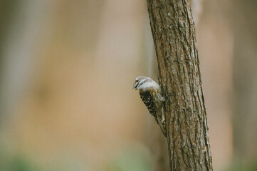 Japanese pygmy woodpecker pecking a tree trunk for insects