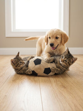 Chiot labrador golden retriever joyeux joue avec chaton tigr&eacute; et ballon football peluche mignon adorable sc&egrave;ne amis animaux domestiques
