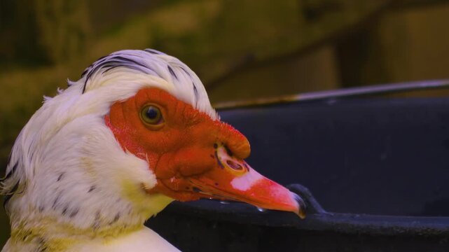 Close up of a muscovy duck walking around backyard on a cloudy winter day