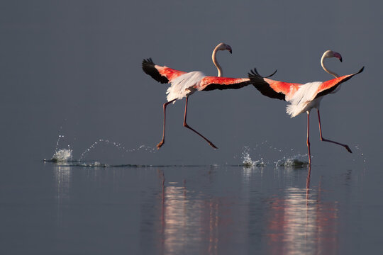 Greater Flamingos from Lake Nakuru Africa