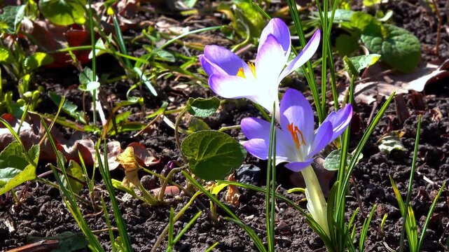 Crocus tommasinianus, blooming purple crocus flowers in the garden