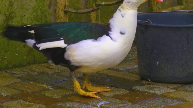 Close up of a muscovy duck walking around backyard on a cloudy winter day