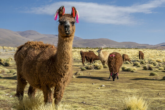 Llamas roam freely in the rugged La Puna region of the Altiplano Andino in Argentina, showcasing the adaptability of Lama glama to harsh environments