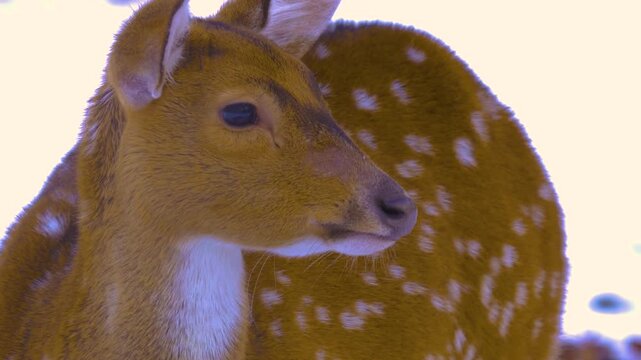 Close up of a axis deer standing around the forest in the winter on a snowy and cloudy day in january., 