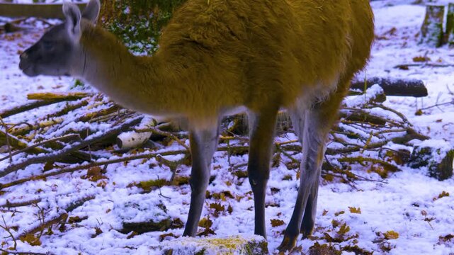 Close up of a guanaco standing around the forest in the winter on a snowy and cloudy day in january., searching for food