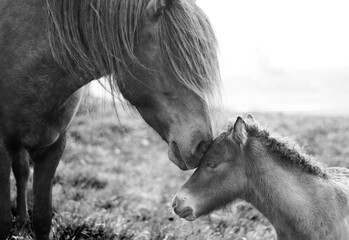 Side view of an Icelandic mare standing n a meadow nuzzling her foal, Iceland