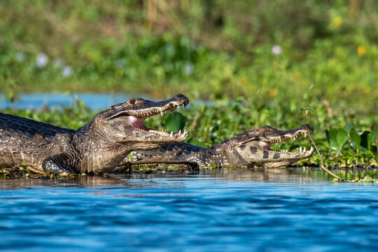 A spectacled caiman -caiman crocodilus- basks in the sunlight- heredia province, costa rica