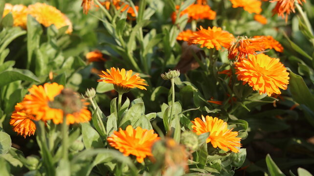 Calendula officinalis Flower &ndash; Pot Marigold Close Up in 4K UHD