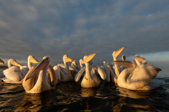 Pelican birds with caruncle horns during breeding season