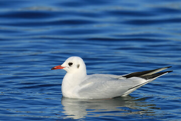 Black-headed gull on the lake
